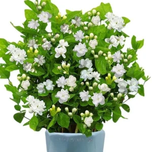 Jasminum Sambac Maid of Orleans Live Plant Set - 2 Arabian Jasmine Plants, 5-8
