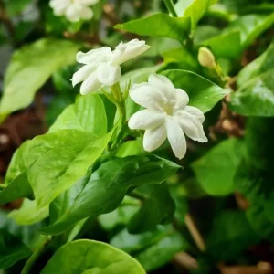Jasminum Sambac Maid of Orleans Live Plant Set - 2 Arabian Jasmine Plants, 5-8