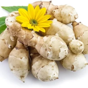 Jerusalem Artichoke Tubers for Planting, 5 Fresh Sunchokes, Hardy Perennial Roots - Image 3