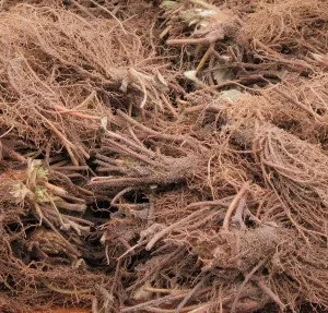 Jewel Junebearing Strawberry Plants - Non-GMO Heirloom Bare Root - Image 3