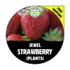 Jewel Junebearing Strawberry Plants - Non-GMO Heirloom Bare Root - Image 1
