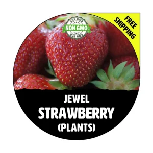 Jewel Junebearing Strawberry Plants - Non-GMO Heirloom Bare Root - Image 1