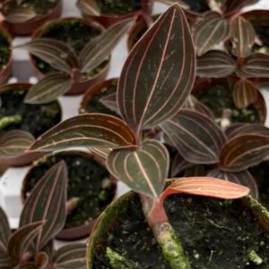 Jewel Orchid Ludisia Discolor Live Plant in 3