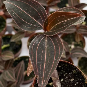 Jewel Orchid Ludisia Discolor Live Plant in 3