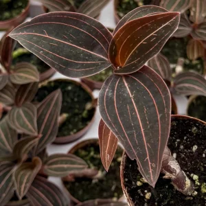 Jewel Orchid Ludisia Discolor Live Plant in 3