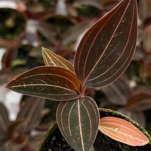 Jewel Orchid Ludisia Discolor Live Plant in 3