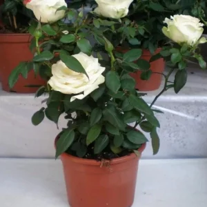 John F Kennedy White Hybrid Tea Rose Bush Live Plant - 5-8