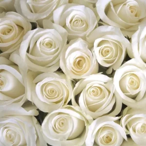 John F Kennedy White Hybrid Tea Rose Bush Live Plant - 5-8