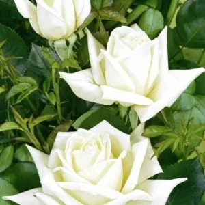 John F Kennedy White Hybrid Tea Rose Bush Live Plant - 5-8