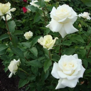 John F Kennedy White Hybrid Tea Rose Bush Live Plant - 5-8