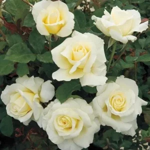 John F Kennedy White Hybrid Tea Rose Bush Live Plant - 5-8