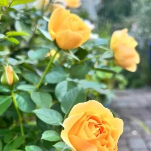 Julia Child Rose Live Plant - Fragrant Yellow Floribunda Bush, 5-9 Inches Tall, Outdoor - Image 10