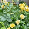Julia Child Rose Live Plant - Fragrant Yellow Floribunda Bush, 5-9 Inches Tall, Outdoor - Image 1