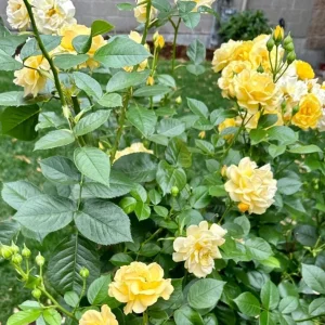 Julia Child Rose Live Plant - Fragrant Yellow Floribunda Bush, 5-9 Inches Tall, Outdoor - Image 1