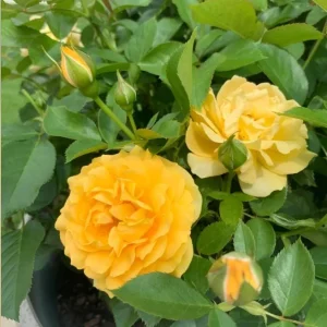 Julia Child Rose Live Plant - Fragrant Yellow Floribunda Bush, 5-9 Inches Tall, Outdoor - Image 3