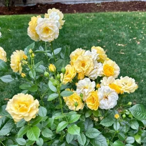Julia Child Rose Live Plant - Fragrant Yellow Floribunda Bush, 5-9 Inches Tall, Outdoor - Image 4
