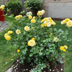 Julia Child Rose Live Plant - Fragrant Yellow Floribunda Bush, 5-9 Inches Tall, Outdoor - Image 5