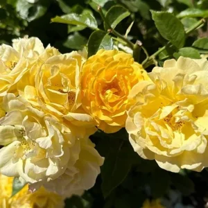 Julia Child Rose Live Plant - Fragrant Yellow Floribunda Bush, 5-9 Inches Tall, Outdoor - Image 6
