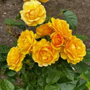 Julia Child Rose Live Plant - Fragrant Yellow Floribunda Bush, 5-9 Inches Tall, Outdoor - Image 7