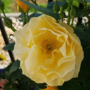Julia Child Rose Live Plant - Fragrant Yellow Floribunda Bush, 5-9 Inches Tall, Outdoor - Image 8