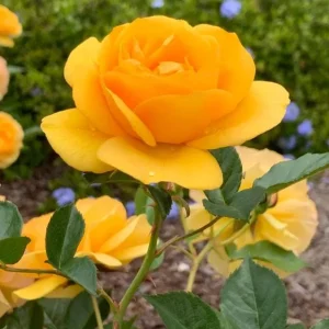 Julia Child Rose Live Plant - Fragrant Yellow Floribunda Bush, 5-9 Inches Tall, Outdoor - Image 9