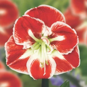 Jumbo White Red Waxed Amaryllis Plant Bulb – Holiday Decorations – Easy Grow - Image 1