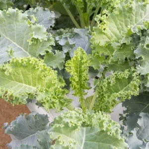 Kailaan Seeds - 500 Seeds - Big Stem Chinese Broccoli (Gai Lan) - Image 5