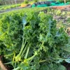 Kailaan Seeds - 500 Seeds - Big Stem Chinese Broccoli (Gai Lan) - Image 1