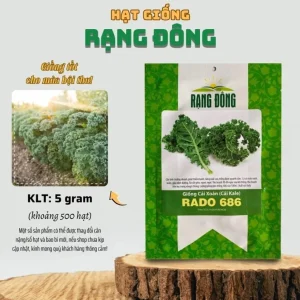 Kailaan Seeds - Chinese Broccoli Seeds for Planting - 500 Count - Image 2