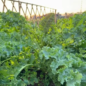 Kailaan Seeds - Chinese Broccoli Seeds for Planting - 500 Count - Image 3