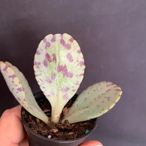 Kalanchoe Marmorata Live Plant – Penwiper Succulent – Purple Variegated – 2 inch Pot - Image 2