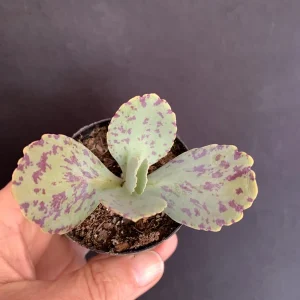 Kalanchoe Marmorata Live Plant – Penwiper Succulent – Purple Variegated – 2 inch Pot - Image 3