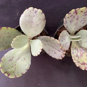 Kalanchoe Marmorata Live Plant – Penwiper Succulent – Purple Variegated – 2 inch Pot - Image 4
