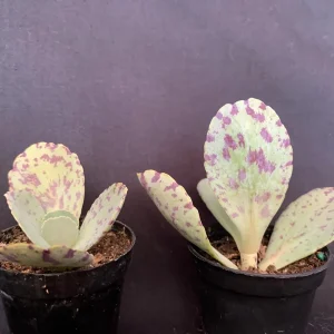 Kalanchoe Marmorata Live Plant – Penwiper Succulent – Purple Variegated – 2 inch Pot - Image 5