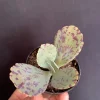 Kalanchoe Marmorata Live Plant – Penwiper Succulent – Purple Variegated – 2 inch Pot - Image 1
