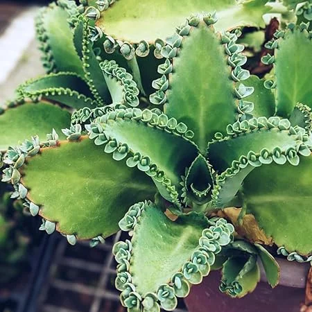 Kalanchoe Mother of Thousands Live Plant – 4 Inch Pot – Indoor/Outdoor Succulent - Image 2