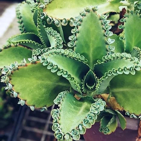 Kalanchoe Mother of Thousands Live Plant – 4 Inch Pot – Indoor/Outdoor Succulent - Image 7