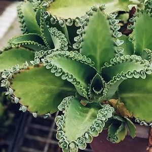 Kalanchoe Mother of Thousands Live Succulent Plants - 2.5