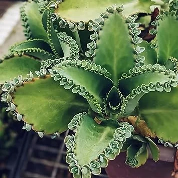 Kalanchoe Mother of Thousands Live Succulent Plants - 2.5" Pots, Set of 2 - Image 1