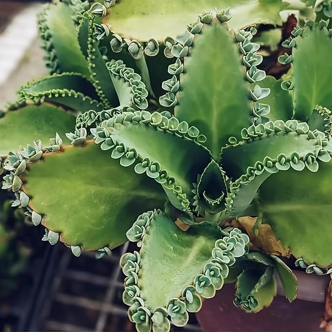 Kalanchoe Mother of Thousands Live Succulent Plants - 2.5" Pots, Set of 2 - Image 7