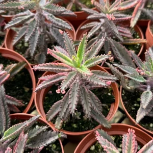 Kalanchoe Pink Butterfly Live Plant - Mother of Thousands Succulent in 2-4 inch Pot - Image 3