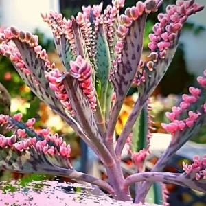 Kalanchoe Pink Butterfly Live Plant - Variegated Mother of Thousands Succulent, Pink, 2 Inch Pot - Image 5