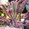 Kalanchoe Pink Butterfly Live Plant - Variegated Mother of Thousands Succulent, Pink, 2 Inch Pot - Image 1