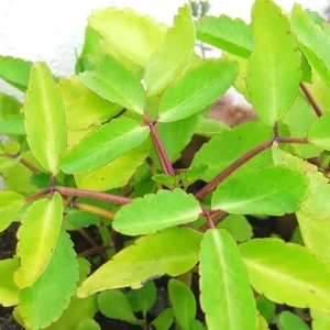 Kalanchoe Pinnata Live Plant – 4 to 6 Inch Height – Indoor Outdoor Succulent - Image 4