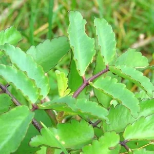 Kalanchoe Pinnata Live Plant – Rooted, 4-6 Inch Tall, In Pot – Indoor/Outdoor - Image 5