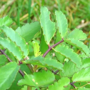 Kalanchoe Pinnata Live Plant – Rooted, 4-6 Inch Tall, In Pot – Indoor/Outdoor - Image 6