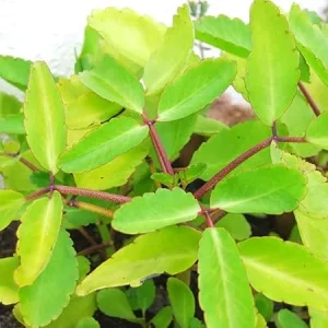 Kalanchoe Pinnata Live Plants - 2 Rooted Plants, 4-6 Inches Tall - Outdoor/Indoor - Image 5