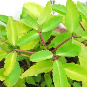 Kalanchoe Pinnata Live Plants - 2 Rooted Plants, 4-6 Inches Tall - Outdoor/Indoor - Image 6