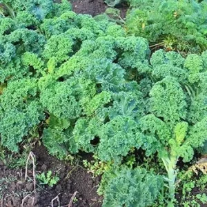 Kale Live Plant – 4 Inch Potted Vegetable – Full Sun Outdoor Edible - Image 3