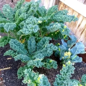 Kale Live Plants - Set of 2, 4 Inch Pot, Hardy Vegetable for Planting - Image 3